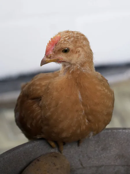Small Fledgling Chicken Sitting Chicken Portrait — Stock Photo, Image