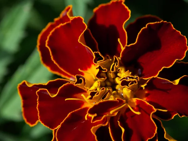 Einzelne Blume Der Ringelblume Nahaufnahme Makrofoto Einer Roten Blume Tagetes — Stockfoto