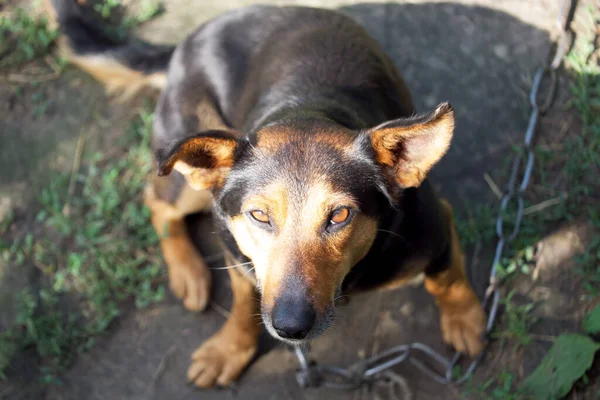 Pequeño Perro Mestizo Encadenado Una Gran Cadena Metálica Retrato Perro —  Fotos de Stock