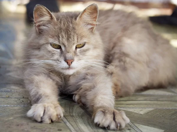 Пухнастий Сірий Кіт Відпочиває Брехлива Кішка Крупним Планом — стокове фото