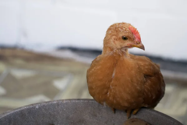 Petit Poulet Naissant Est Assis Portrait Poulet — Photo