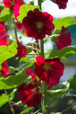 Güneşli bir günde bir bitkinin gövdesinde bir sürü kırmızı mallow çiçeği.