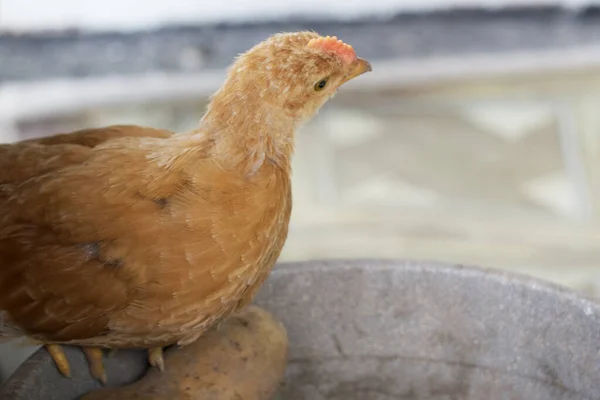 Uma Galinha Pequena Está Sentada Retrato Frango — Fotografia de Stock