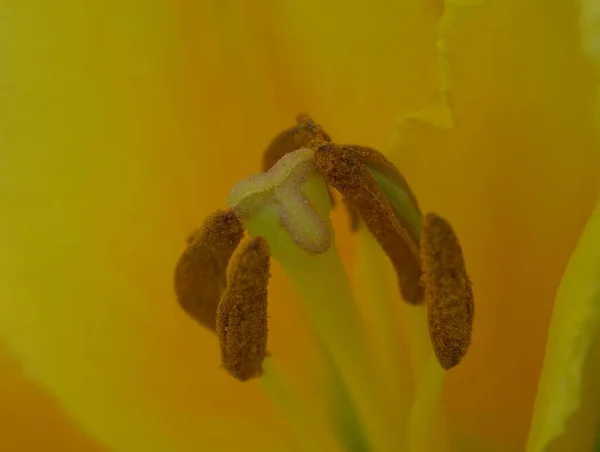 Pistil Stamens Lily Flower Macro Photo — Stock Photo, Image