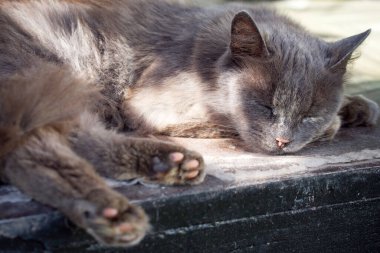 Gri tüylü evcil kedi uyuyor..