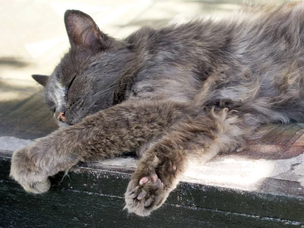Сіра Пухнаста Домашня Кішка Спить — стокове фото