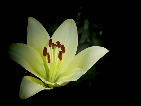 Ένα Μεγάλο Λουλούδι Κρίνου Ένα Λουλούδι Μεγάλα Πέταλα — Φωτογραφία Αρχείου