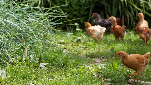 Многие Цыплята Свободно Ходят Среди Трав Куры Природе — стоковое фото