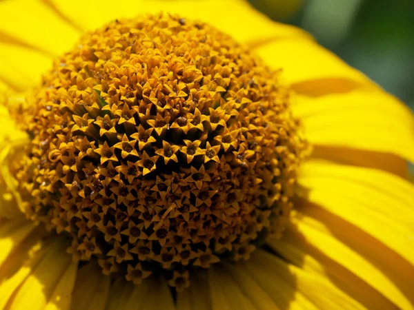 Centre Fleur Jaune Gros Plan Tithonia Diversifolia Est Une Espèce — Photo