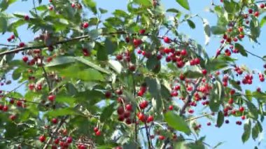 Ağaç dallarından sarkan çok çeşitli kirazlar. Olgun kırmızı meyveler.