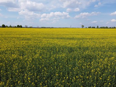 Mavi gökyüzünün altında resimli bir kolza tohumu tarlası. Çiçek açan kolza tohumu ile kaplı tarım arazisi, hava manzarası.