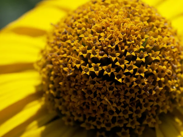 Uprostřed Žluté Kytky Zblízka Tithonia Diversifolia Druh Kvetoucí Rostliny Která — Stock fotografie