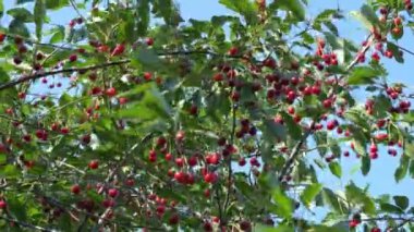 Ağaç dallarından sarkan çok çeşitli kirazlar. Olgun kırmızı meyveler.