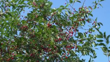 Ağaç dallarından sarkan çok çeşitli kirazlar. Olgun kırmızı meyveler.