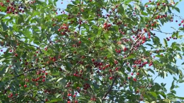 Una Grande Varietà Ciliegie Mature Pendono Dai Rami Degli Alberi — Video Stock