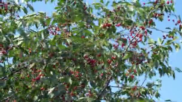Uma Enorme Variedade Cerejas Maduras Penduradas Nos Galhos Das Árvores — Vídeo de Stock