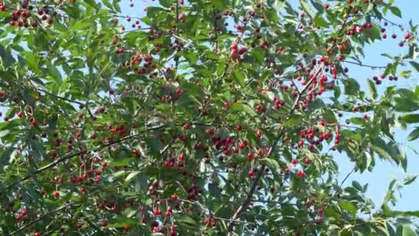 Uma Enorme Variedade Cerejas Maduras Penduradas Nos Galhos Das Árvores — Vídeo de Stock