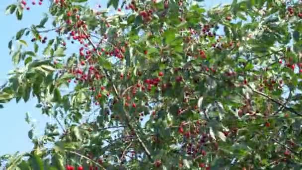 Uma Enorme Variedade Cerejas Maduras Penduradas Nos Galhos Das Árvores — Vídeo de Stock