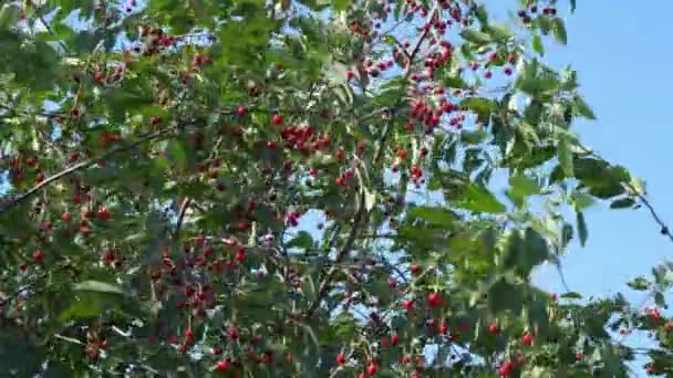 Una Grande Varietà Ciliegie Mature Pendono Dai Rami Degli Alberi — Video Stock