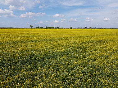 Mavi gökyüzünün altında resimli bir kolza tohumu tarlası. Çiçek açan kolza tohumu ile kaplı tarım arazisi, hava manzarası.