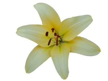 Tek büyük zambak çiçeği. Büyük yapraklı bir çiçek. Beyaz arkaplanda izole.