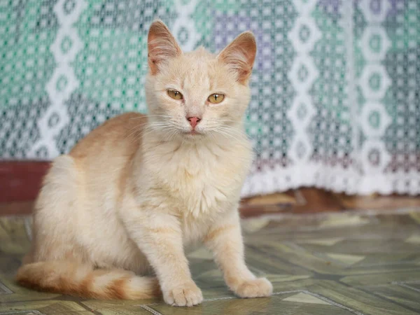 Gattino Con Gli Occhi Gialli Ritratto Ritratto Gatto Domestico — Foto Stock