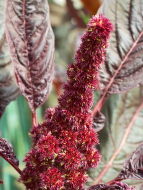 Bir demet kırmızı papatya çiçeği, yakın plan. Amaranth cilt bakımı.