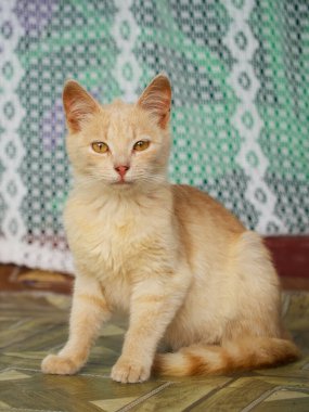 Sarı gözlü küçük kedicik, portre. Evcil bir kedinin portresi.