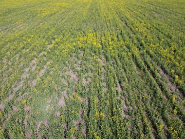Çiftlik tarlasında tecavüz fideleri. Çiçek açan kolza tohumu, üst görünüm.