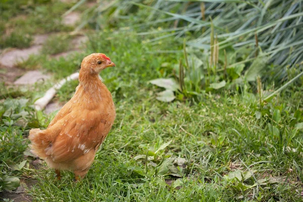 Une Seule Poule Brune Libre Grattant Sur Herbe Verte Été — Photo