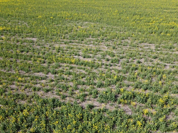 Viol Semis Dans Champ Ferme Colza Fleurs Vue Dessus — Photo