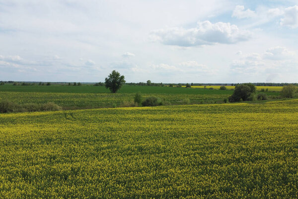 Rapeseed flowers in summer on a farm field. Beautiful cloudy sky over the yellow field, landscape.