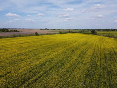 Mavi gökyüzünün altında resimli bir kolza tohumu tarlası. Çiçek açan kolza tohumu ile kaplı tarım arazisi, hava manzarası.