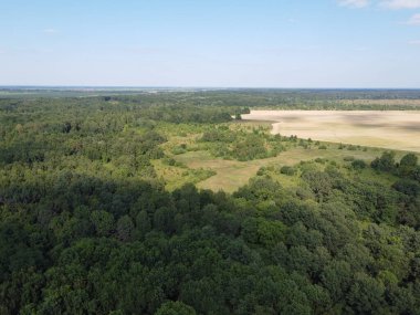 Mavi gökyüzünün altında yoğun yeşil orman, güneşli yaz havası. Manzara.