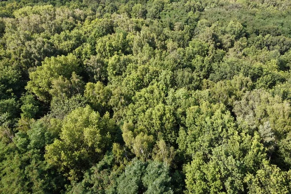 Beautiful Dense Forest Top View Tops Variety Trees — Stock Photo, Image
