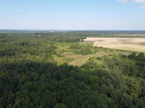Mavi gökyüzünün altında yoğun yeşil orman, güneşli yaz havası. Manzara.