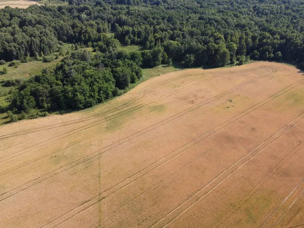 Yeşil bir ormanın yanında büyük bir çiftlik alanı, hava manzaralı. Manzara.