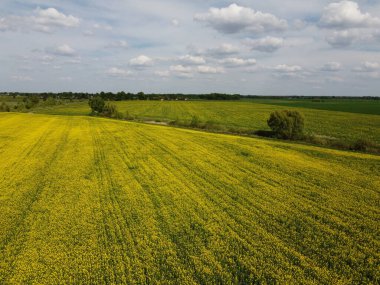 Yazın bir tarlada kolza çiçeği. Güzel bulutlu gökyüzü sarı tarlanın üzerinde, manzara.