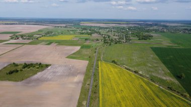 Mavi gökyüzünün altındaki manzara tarlaları. Tecavüz mahsulleri. Tarlaların arasındaki köy yolu.