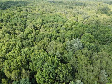 Güzel, sık bir orman, üst manzara. Çeşitli ağaçların tepeleri..