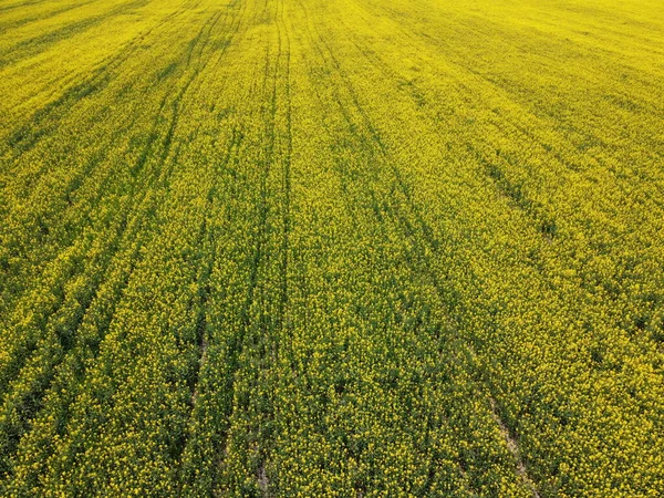 Raps Sämlinge Auf Einem Feld Blühender Raps Ansicht Von Oben — Stockfoto