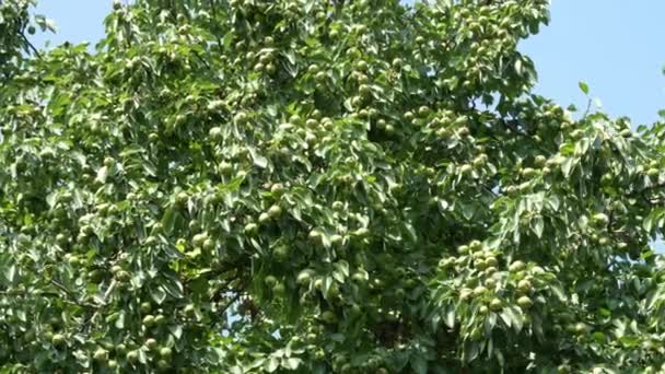 Αχλάδια Στα Κλαδιά Ενός Δέντρου Πλούσια Συγκομιδή Αχλαδιών Στέμμα Ενός — Αρχείο Βίντεο