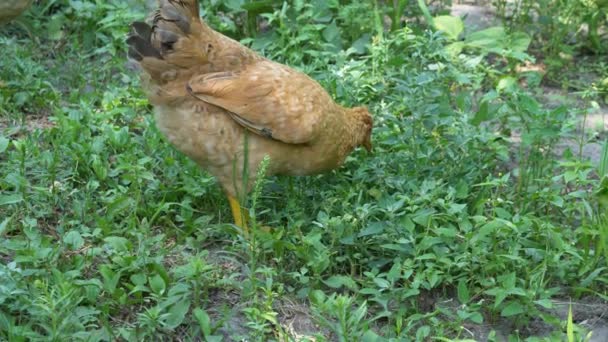 Oranžové Kuře Hledá Něco Trávě Volně Pasoucí Kuře — Stock video