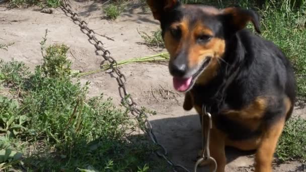 Ένα Μικρό Σκυλί Αλυσοδεμένο Μια Μεγάλη Αλυσίδα Χτενίζει Ψύλλους Σκύλος — Αρχείο Βίντεο