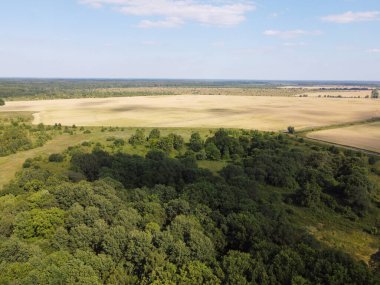 Mavi gökyüzünün altında yoğun yeşil orman, güneşli yaz havası. Manzara.