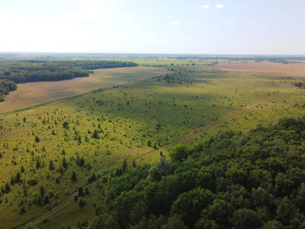 Küçük yeşil koruluk, hava manzaralı. Genç bir ormandaki ağaçlar, manzara..