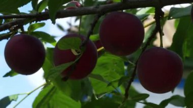 Bir dalda olgun kırmızı kiraz eriği meyvesi. Olgun böğürtlenler..