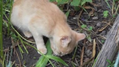 Küçük bir kedi yakaladığı bir fareyi yer. Kedi yakın çekim.