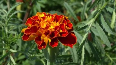 Marigold çiçeği, yakın plan. Bir çiçeğin makro resmi.