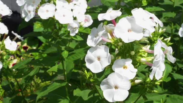 白い花 クローズアップビデオ 白花の花序 — ストック動画